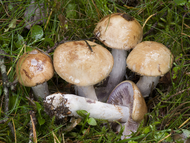 Cortinarius spadicellus